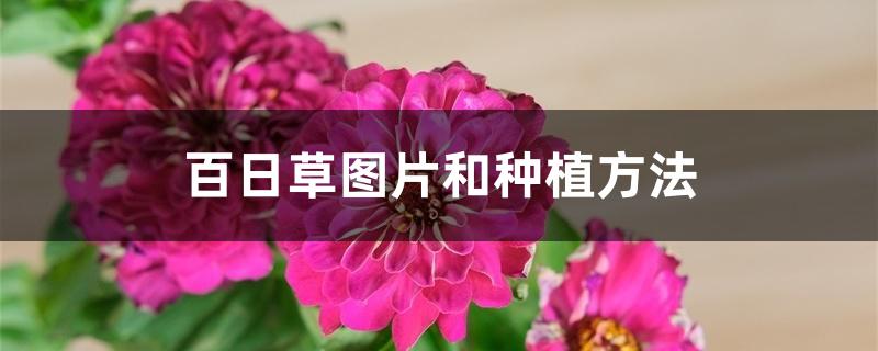 百日草图片和种植方法 百日草图片和种植方法