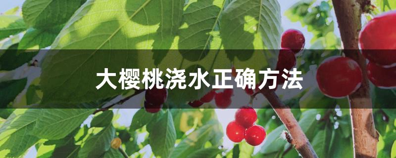 大樱桃浇水正确方法 大樱桃浇水正确方法