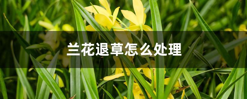 兰花退草怎么处理 兰花退草怎么处理