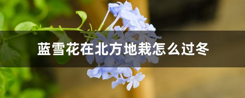 蓝雪花在北方地栽怎么过冬 蓝雪花在北方地栽怎么过冬