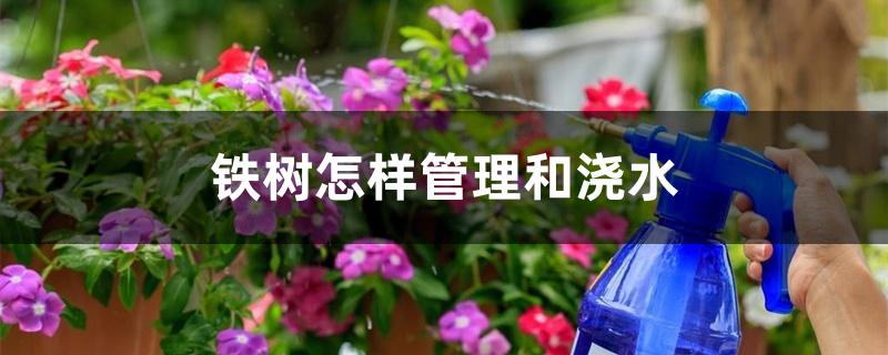 铁树怎样管理和浇水 铁树怎样管理和浇水