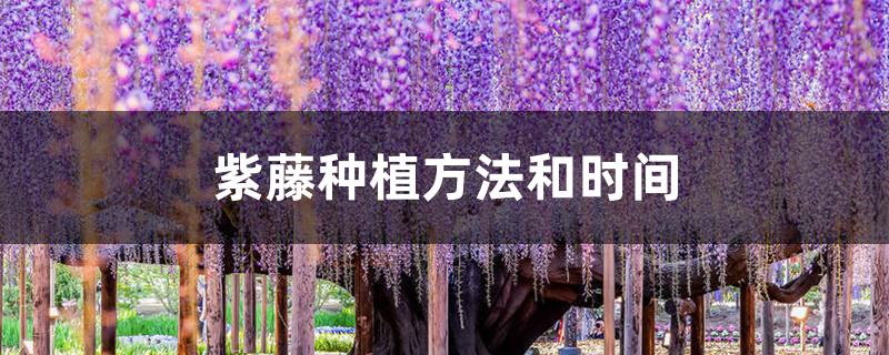 紫藤种植方法和时间 紫藤种植方法和时间