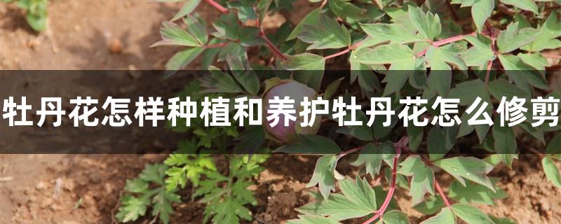 牡丹花怎样种植和养护牡丹花怎么修剪