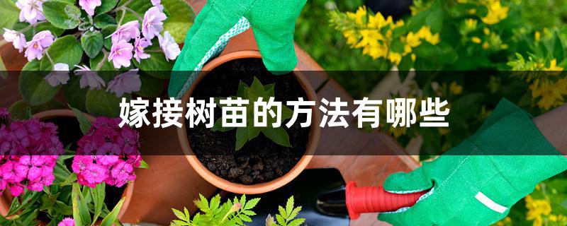 嫁接树苗的方法有哪些 嫁接树苗的方法有哪些