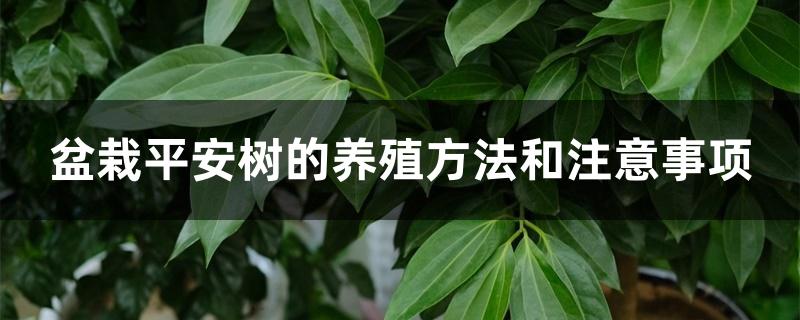 盆栽平安树的养殖方法和注意事项 盆栽平安树的养殖方法和注意事项