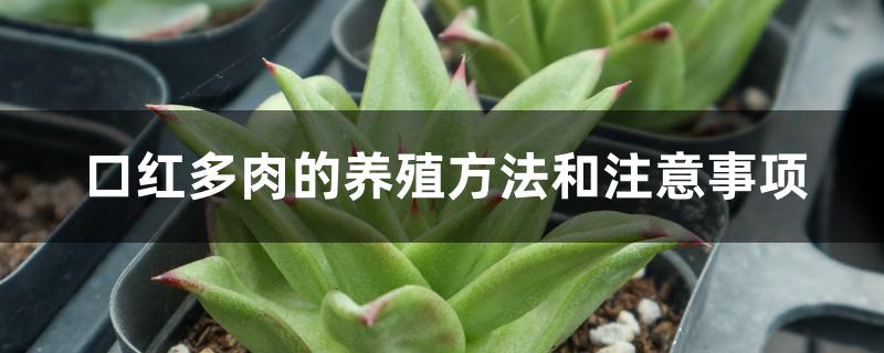 口红多肉的养殖方法和注意事项 口红多肉的养殖方法和注意事项