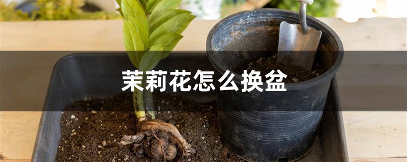 茉莉花怎么换盆 茉莉花怎么换盆