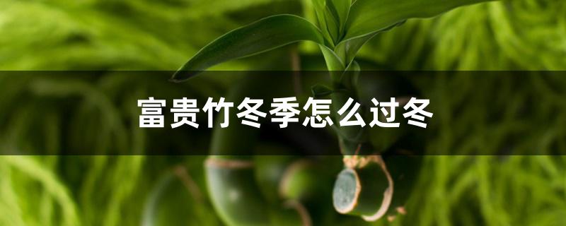 富贵竹冬季怎么过冬 富贵竹冬季怎么过冬