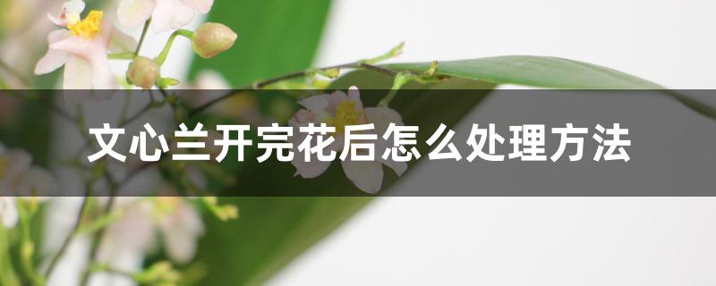 文心兰开完花后怎么处理方法 文心兰开完花后怎么处理方法