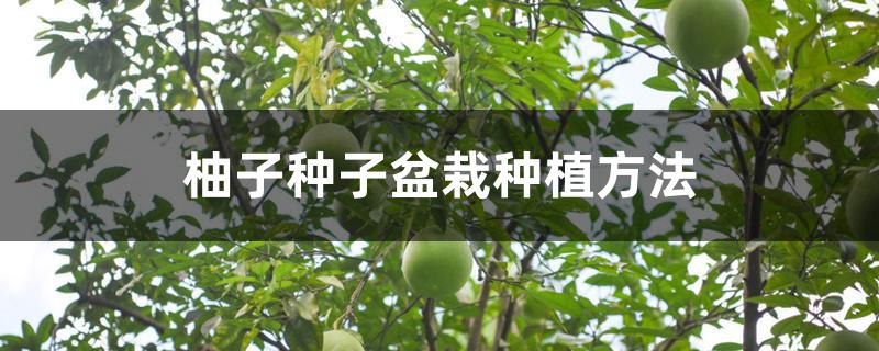 柚子种子盆栽种植方法 柚子种子盆栽种植方法