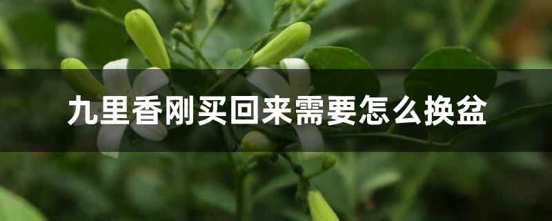 九里香刚买回来需要怎么换盆 九里香刚买回来需要怎么换盆