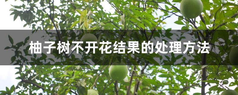 柚子树不开花结果的处理方法