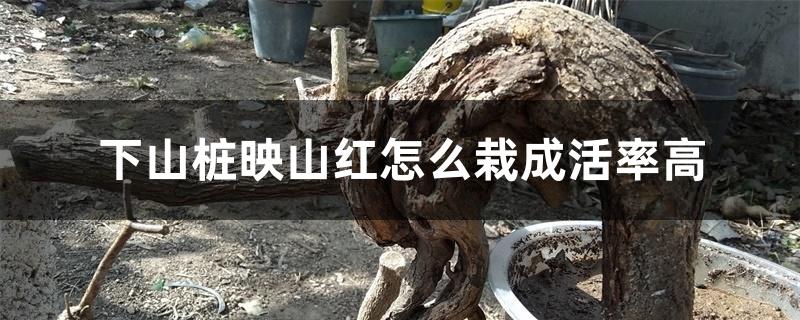 下山桩映山红怎么栽成活率高