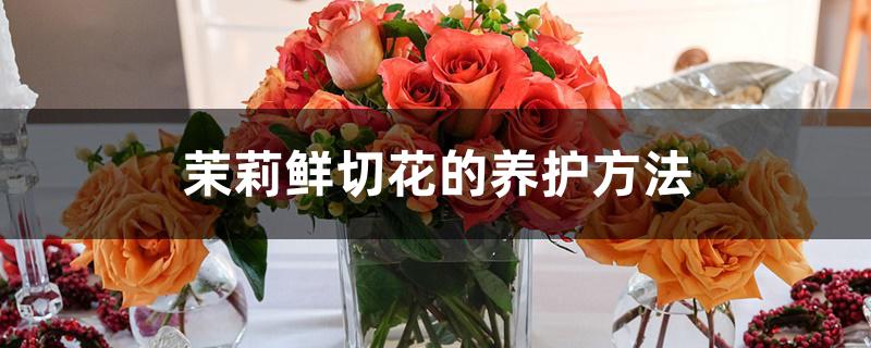 茉莉鲜切花的养护方法