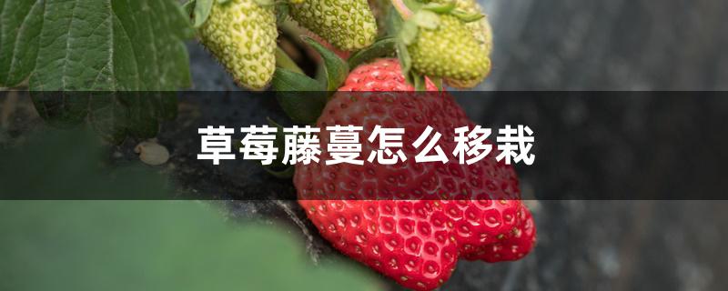 草莓藤蔓怎么移栽 草莓藤蔓怎么移栽