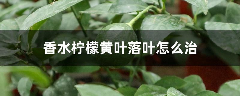 香水柠檬黄叶落叶怎么治 香水柠檬黄叶落叶怎么治