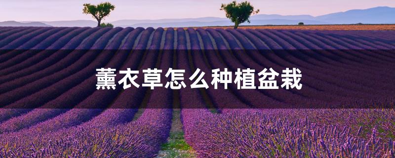 薰衣草怎么种植盆栽