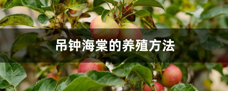 吊钟海棠的养殖方法 吊钟海棠的养殖方法
