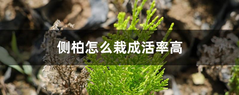 侧柏怎么栽成活率高 侧柏怎么栽成活率高