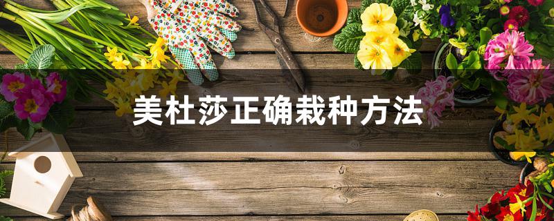美杜莎正确栽种方法 美杜莎正确栽种方法