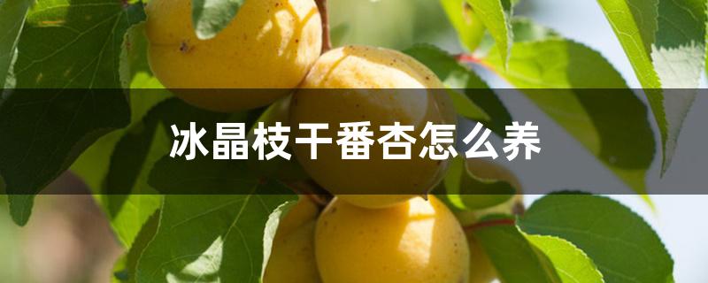 冰晶枝干番杏怎么养 冰晶枝干番杏怎么养