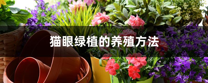 猫眼绿植的养殖方法 猫眼绿植的养殖方法