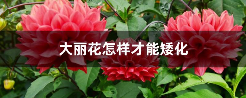 大丽花怎样才能矮化 大丽花怎样才能矮化