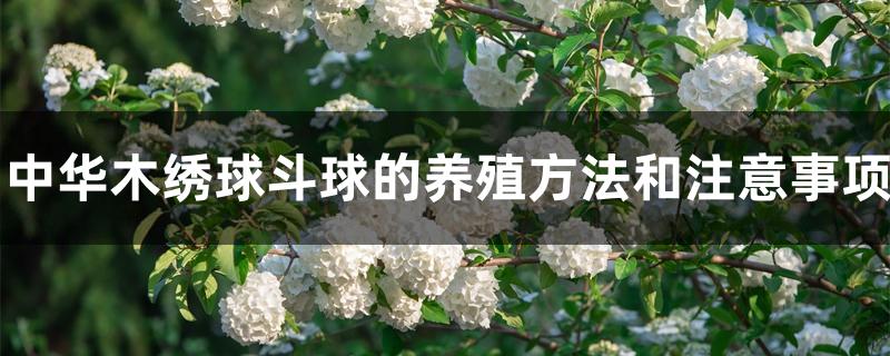 中华木绣球斗球的养殖方法和注意事项 中华木绣球斗球的养殖方法和注意事项