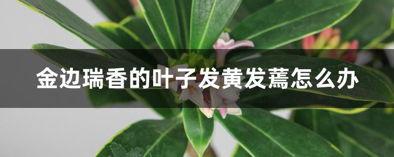 金边瑞香的叶子发黄发蔫怎么办 金边瑞香的叶子发黄发蔫怎么办