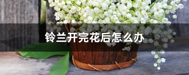 铃兰开完花后怎么办 铃兰开完花后怎么办
