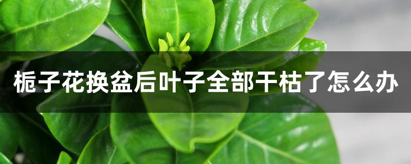 栀子花换盆后叶子全部干枯了怎么办