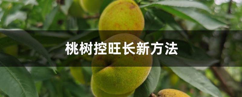 桃树控旺长新方法 桃树控旺长新方法