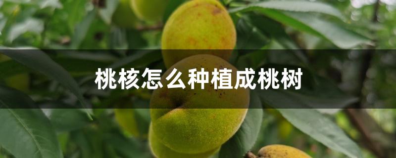 桃核怎么种植成桃树 桃核怎么种植成桃树