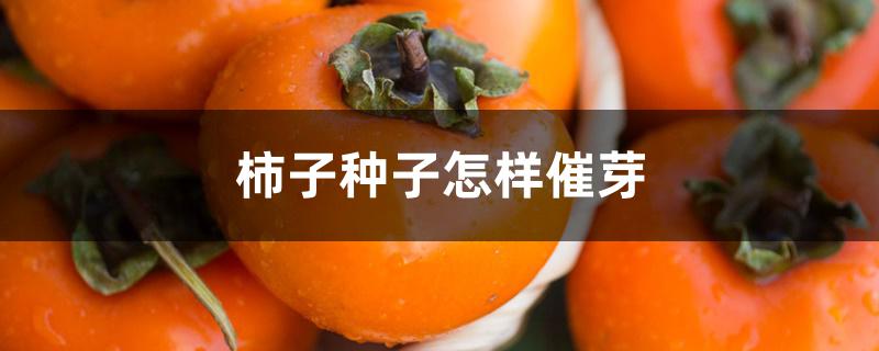 柿子种子怎样催芽 柿子种子怎样催芽