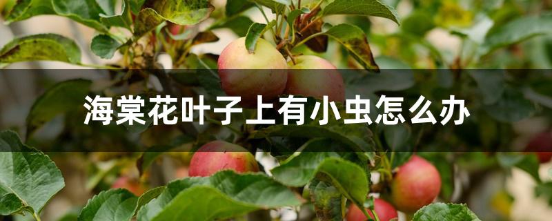 海棠花叶子上有小虫怎么办 海棠花叶子上有小虫怎么办