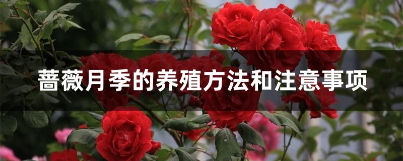 蔷薇月季的养殖方法和注意事项 蔷薇月季的养殖方法和注意事项