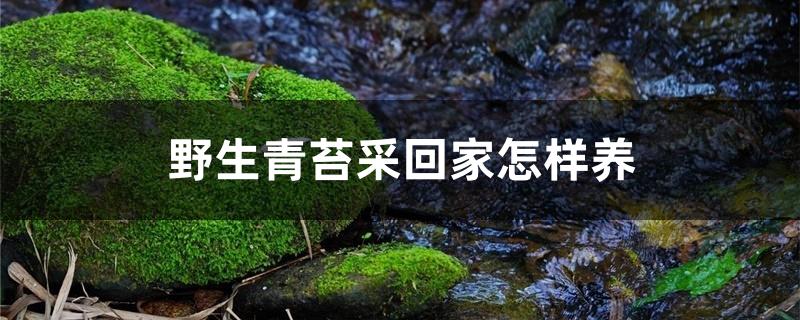 野生青苔采回家怎样养 野生青苔采回家怎样养