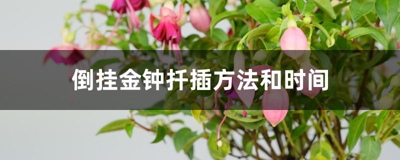 倒挂金钟扦插方法和时间 倒挂金钟扦插方法和时间