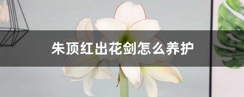 朱顶红出花剑怎么养护 朱顶红出花剑怎么养护