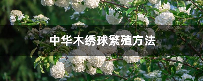 中华木绣球繁殖方法 中华木绣球繁殖方法