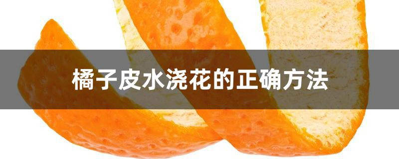 橘子皮水浇花的正确方法 橘子皮水浇花的正确方法