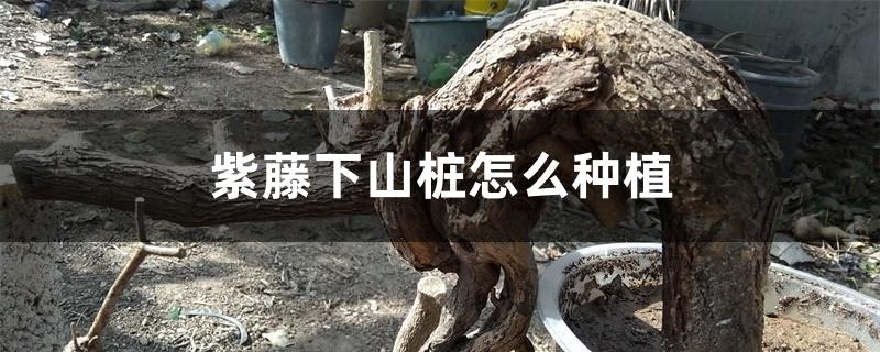 紫藤下山桩怎么种植 紫藤下山桩怎么种植