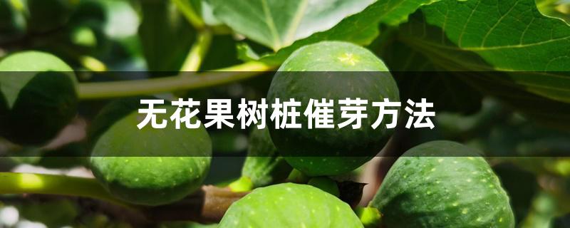 无花果树桩催芽方法 无花果树桩催芽方法