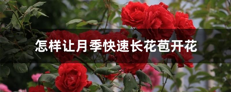 怎样让月季快速长花苞开花 怎样让月季快速长花苞开花