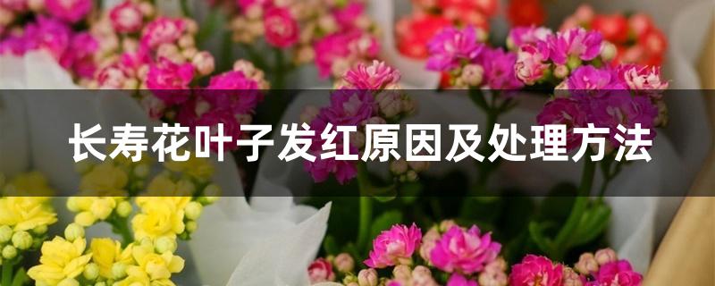 长寿花叶子发红原因及处理方法 长寿花叶子发红原因及处理方法