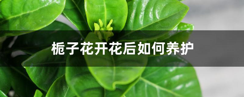 栀子花开花后如何养护 栀子花开花后如何养护