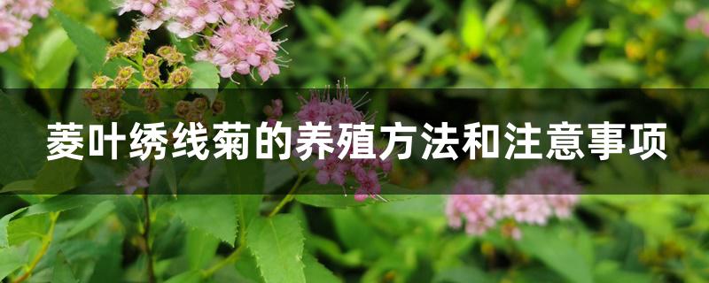 菱叶绣线菊的养殖方法和注意事项 菱叶绣线菊的养殖方法和注意事项
