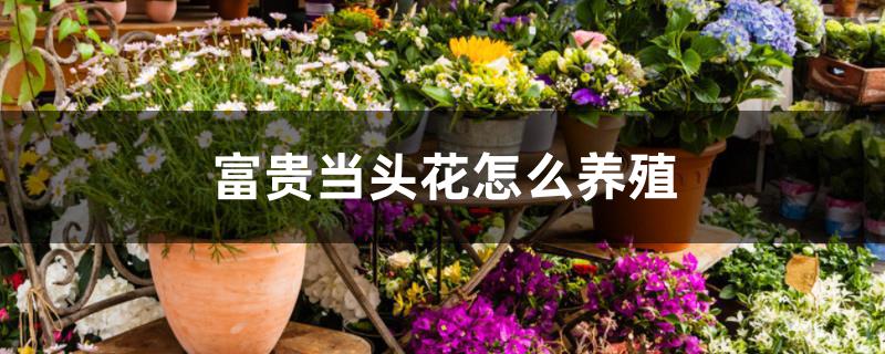 富贵当头花怎么养殖 富贵当头花怎么养殖