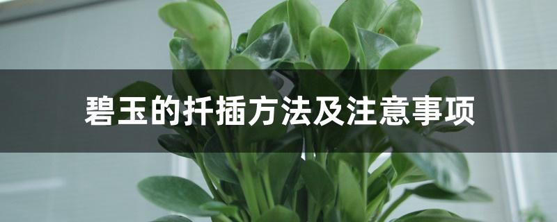碧玉的扦插方法及注意事项 碧玉的扦插方法及注意事项