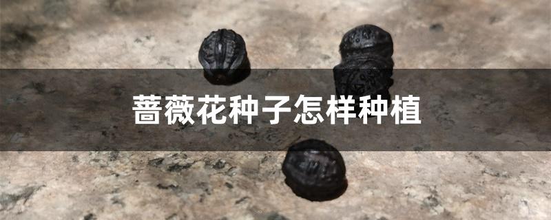 蔷薇花种子怎样种植 蔷薇花种子怎样种植